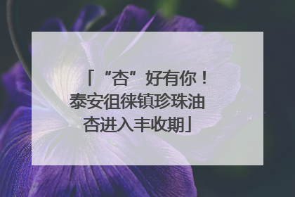 “杏”好有你！泰安徂徕镇珍珠油杏进入丰收期