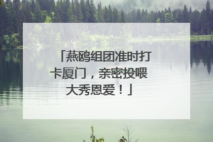 燕鸥组团准时打卡厦门，亲密投喂大秀恩爱！