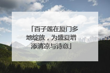 百子莲在厦门多地绽放，为盛夏增添清凉与诗意