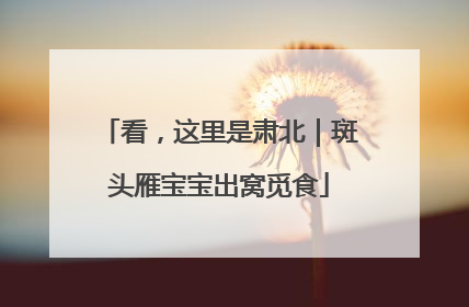 看，这里是肃北｜斑头雁宝宝出窝觅食