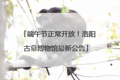 端午节正常开放！洛阳古墓博物馆最新公告