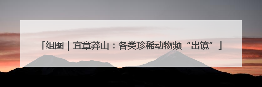 组图｜宜章莽山：各类珍稀动物频“出镜”