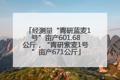 经测量“青研蓝麦1号”亩产601.68公斤，“青研紫麦1号”亩产671公斤