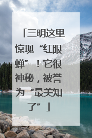 三明这里惊现“红眼蝉”！它很神秘，被誉为“最美知了”