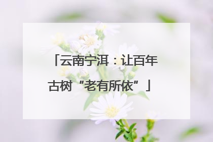 云南宁洱：让百年古树“老有所依”