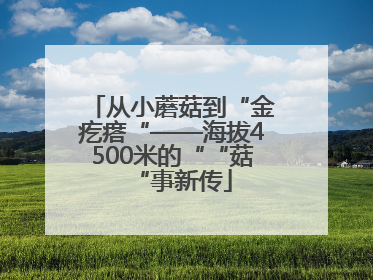 从小蘑菇到“金疙瘩“——海拔4500米的““菇“事新传