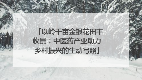 以岭千亩金银花田丰收景：中医药产业助力乡村振兴的生动写照