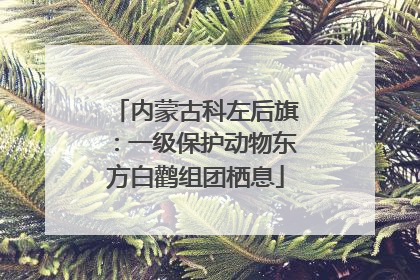 内蒙古科左后旗：一级保护动物东方白鹳组团栖息