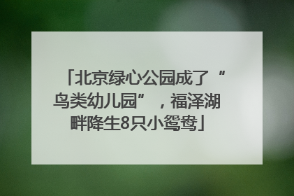 北京绿心公园成了“鸟类幼儿园”，福泽湖畔降生8只小鸳鸯