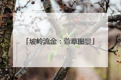 坡岭流金：萱草图景