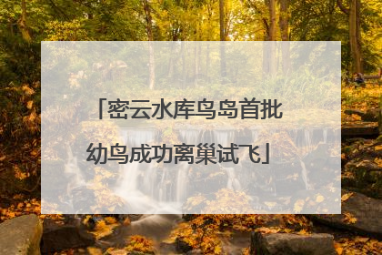 密云水库鸟岛首批幼鸟成功离巢试飞