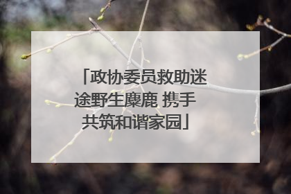 政协委员救助迷途野生麋鹿 携手共筑和谐家园