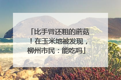 比手臂还粗的蘑菇！在玉米地被发现，柳州市民：能吃吗