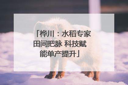 桦川：水稻专家田间把脉 科技赋能单产提升
