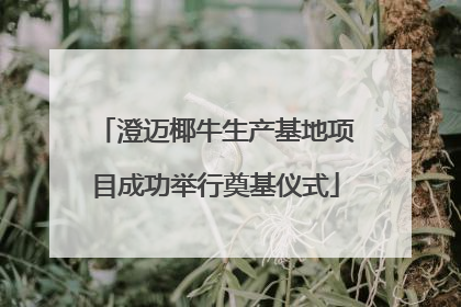 澄迈椰牛生产基地项目成功举行奠基仪式