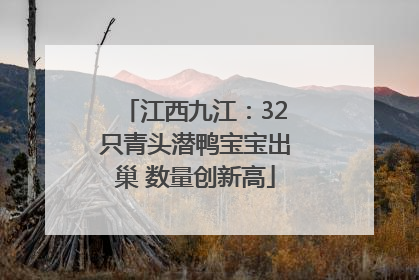 江西九江：32只青头潜鸭宝宝出巢 数量创新高