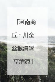 河南商丘：川金丝猴消暑享清凉