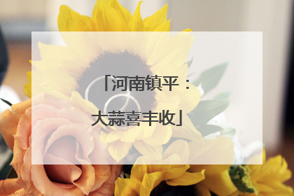 河南镇平：大蒜喜丰收