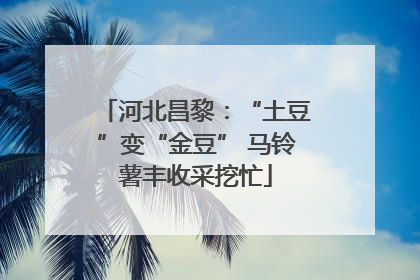 河北昌黎：“土豆”变“金豆” 马铃薯丰收采挖忙