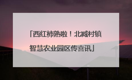 西红柿熟啦！北臧村镇智慧农业园区传喜讯