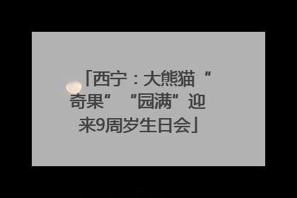 西宁：大熊猫“奇果”“园满”迎来9周岁生日会
