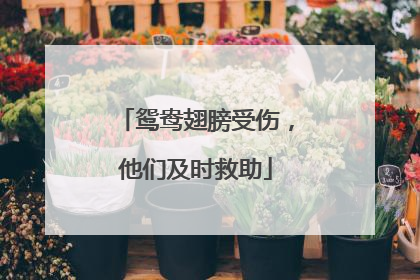 鸳鸯翅膀受伤，他们及时救助