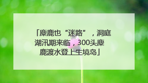 麋鹿也“迷路”，洞庭湖汛期来临，300头麋鹿渡水登上生境岛