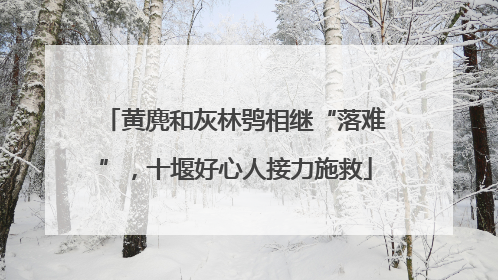 黄麂和灰林鸮相继“落难”，十堰好心人接力施救