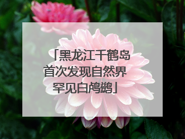 黑龙江千鹤岛首次发现自然界罕见白鸬鹚