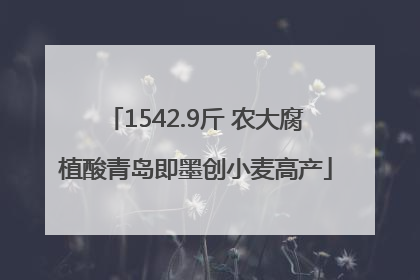 1542.9斤 农大腐植酸青岛即墨创小麦高产