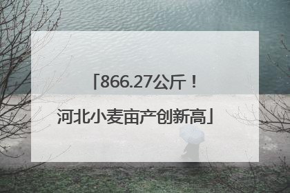 866.27公斤！河北小麦亩产创新高